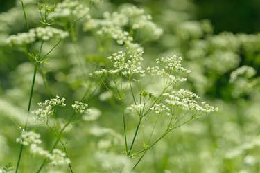 Anise flower field. Food and drinks ingredient. Fresh medicinal plant. Seasonal background. Blooming anise field background on summer sunny day.