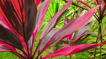 Leaf or plant Cordyline fruticosa leaves pink colorful vivid tropical nature background. Mobile photo