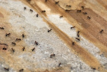 Ants on Walkway