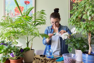 Woman pours liquid mineral fertilizer. Cultivation and caring for indoor potted plants.