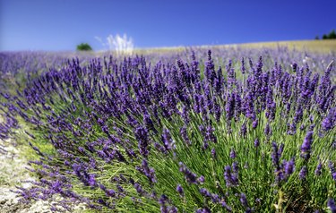 Close up of lavender flowers growing in a row