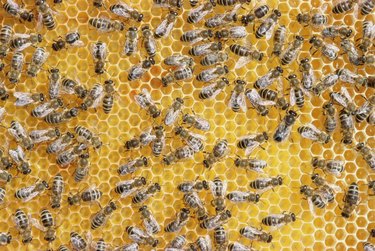 Honey bees on honeycomb