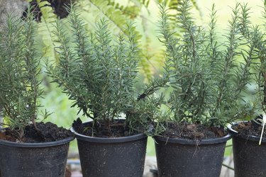 ROSEMARY CARE  How not to kill Rosemary in tropical weather 