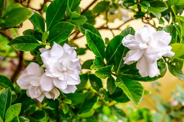 How and When to Prune Gardenias