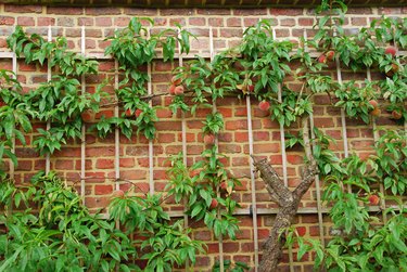 Peach tree with  juicy peach fruit.