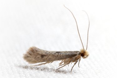 Blog - The Trick To Keeping Clothes Moths Out Of Your Houston Home