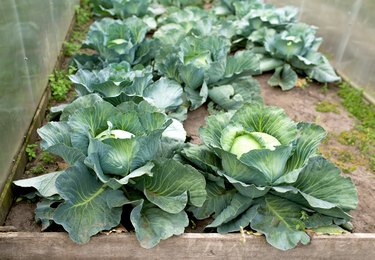 green cabbage plant field outdoor in summer agriculture vegetables