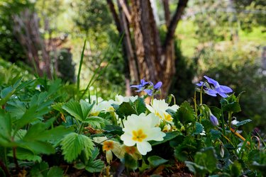 Spring flowers, primrose and violets close-up