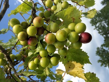 Muscadine Fruit Vine at a Vineyard in Warm Springs Georgia