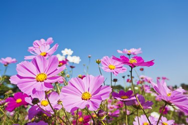 Colorful Cosmos Flowers Against Clear Blue Sky
