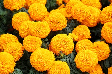 Close-Up Of Yellow Flowers In Market