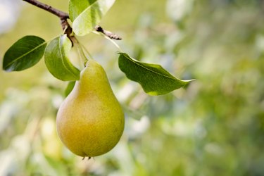 Ripe pear on a tree