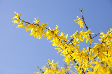 Forsythia bushes flowering in spring.