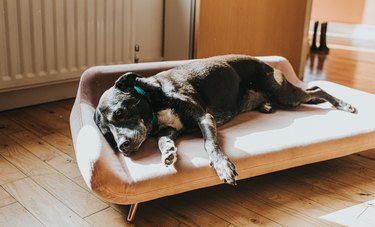 Dog relaxing on a luxurious pink Dog Bed