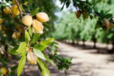 Almond nuts growing on a tree at a farm in California