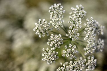 Anise Field In South of Turkey