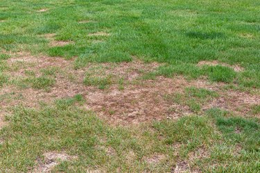 Dead grass in lawn from grubs and fall armyworm damage. Lawn care, insect pest control and treatment concept.