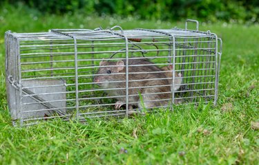 Two wild, brown rats caught in a humane wire trap.