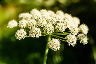 Wild angelica