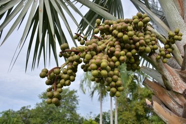 bismarckia nobilis in park.