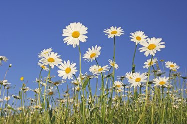 Field of daisies, low-angle view, spring.