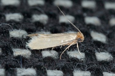 How to Get Rid of Clothes Moths Without Mothballs