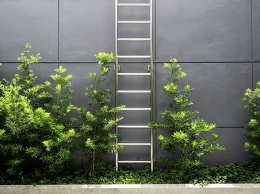 Steel ladder near the green leaves.
