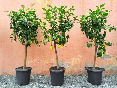 Lemon trees with ripe fruits