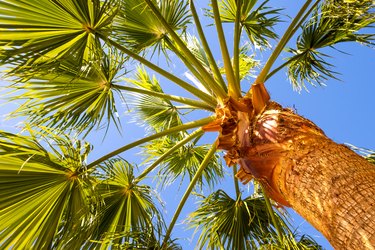 Perspective down view of fresh green palm trees in tropical region against blue vibrant sky in summer.