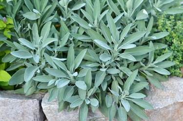 Salvia officinalis or common sage