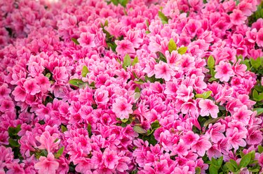 azalea flower blooming beautifully in the garden of spring