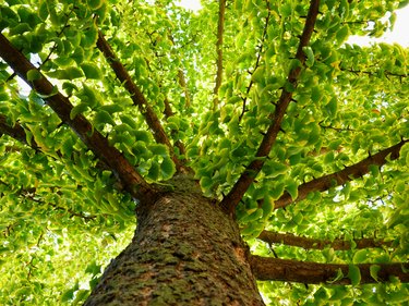 ginkgo biloba tree in diminishing perspective in the fall