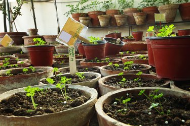 Organic Parsley seedlings in Herbs Terrace Garden