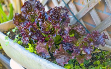 Homegrown red leaf lettuce.