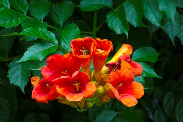 Chinese trumpet vine (Campsis grandiflora).