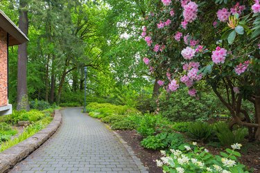 Pink Rhododendron flowers and other plants along paver brick path in garden.