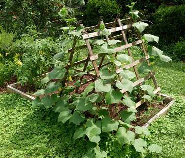 Vegetable Planter wiyh Trellis