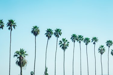 Palm trees against sky