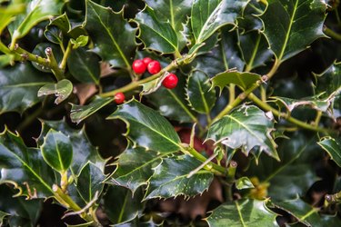Closeup of a holly plant with red berries.