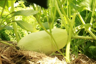 spaghetti-squash growing in garden