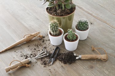 Gardening Tools And Cactus On Table