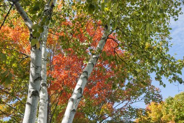 Autumn leaf colors on silver birch tree.