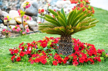 Small green palm tree surrounded with bright blooming flowers growing on grass covered lawn in tropic yard.