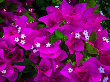 Purple Bougainvillea