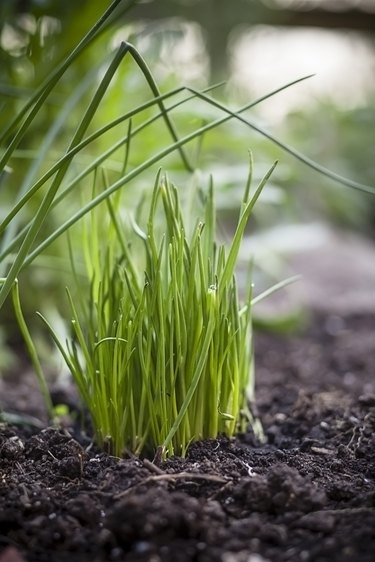 Germany, Baden-Wuerttemberg, Chive, Allium schoenoprasum, in garden