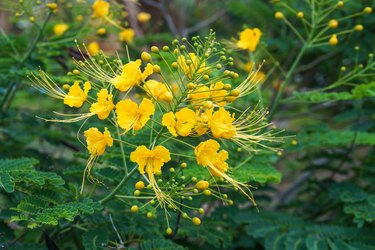 Mexican Bird of Paradise.