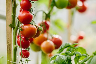 Tomato Cluster In Greenhouse