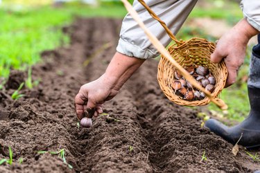 Farmer preparing garlic for planting, vegetable garden, autumn gardening