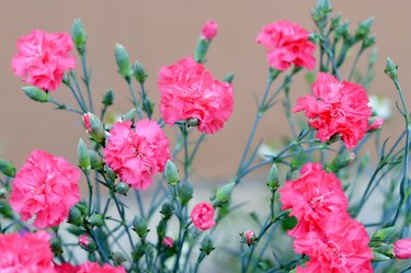 Pink carnations blooming in garden.