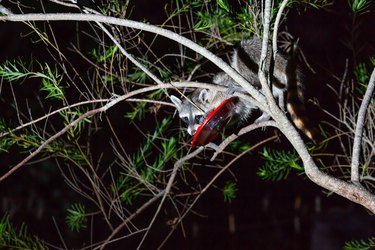 Raccoon stealing nectar from a hummingbird feeder hanging from a tree branch.